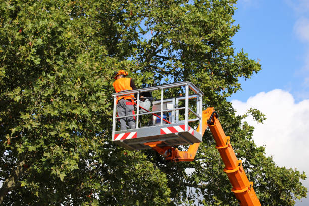 Best Root Management and Removal  in Welcome, SC