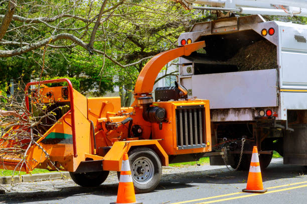 Reliable Welcome, SC Tree Services Solutions