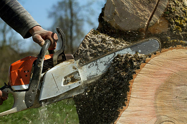 How Our Tree Care Process Works  in  Welcome, SC